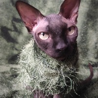 Shagadelic - Thumbnail 2