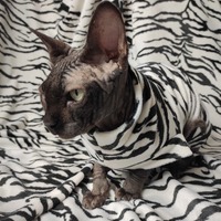 Stripes Velvet - Thumbnail 1