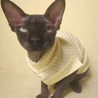 Butter Thermal - Thumbnail 1