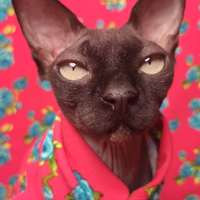 Neon Floral (Coral) - Thumbnail 1