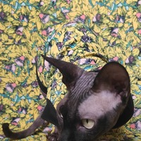 Daffodils  - Thumbnail 1