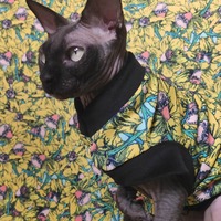 Daffodils  - Thumbnail 2