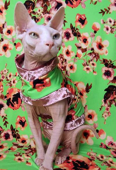 Blossoms & Champagne 