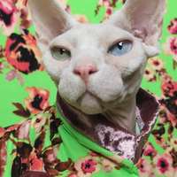 Blossoms & Champagne  - Thumbnail 1