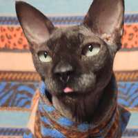 Fuzzy Animal Prints - Thumbnail 1