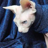 Blue & Black Metallic - Thumbnail 1