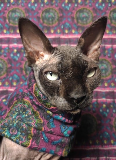 Distressed Mandala Sweaterknit