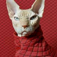 Red Diamonds - Thumbnail 2