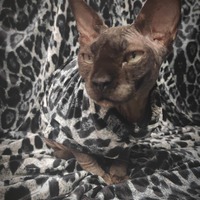 Silver Leopard - Thumbnail 2