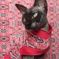 Bandana On & On - Thumbnail 2