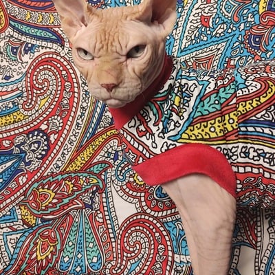 Paisley paradise  - Thumbnail 3