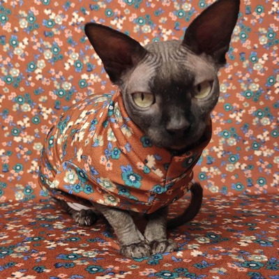 Little house on the prairie  - Thumbnail 3