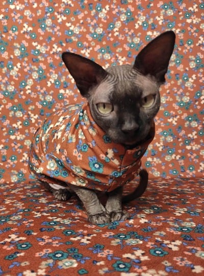 Little House On The Prairie 