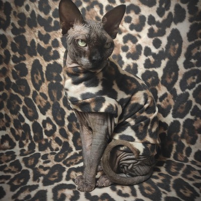 Fuzzy jaguar - Thumbnail 3