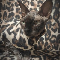 Fuzzy Jaguar - Thumbnail 1