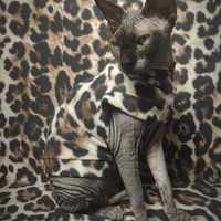 Fuzzy Jaguar - Thumbnail 2