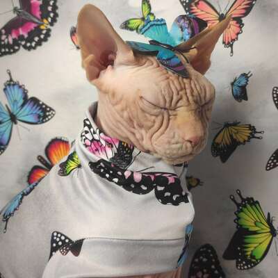 Butterfly - sleepwear - Thumbnail 5