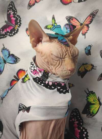 Butterfly - Sleepwear