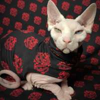 Double Dragon - Sleepwear - Thumbnail 2