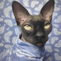 Paisley - Sleepwear - Thumbnail 1