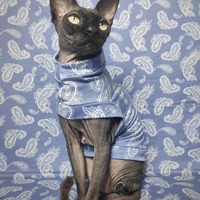 Paisley - Sleepwear - Thumbnail 2