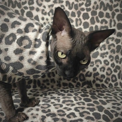 Leopard thermal - Thumbnail 4