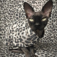 Leopard Thermal - Thumbnail 2