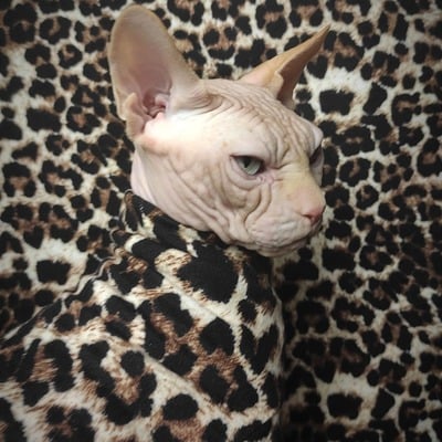 Change my spots - Thumbnail 4