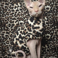 Change My Spots - Thumbnail 2