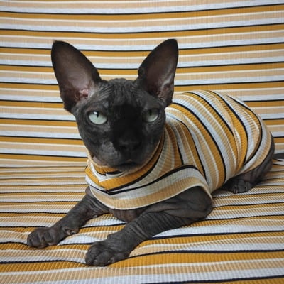 The yellows ribbed for her pleasure 