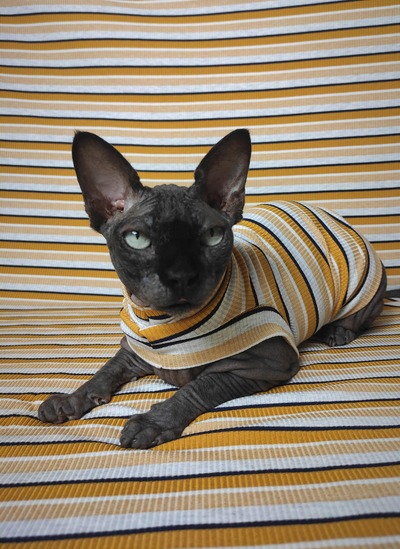 The Yellows Ribbed For Her Pleasure 