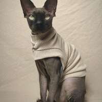 Bone Ribbed For Her Pleasure  - Thumbnail 2