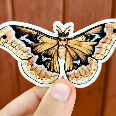 "cecropia moth" vinyl sticker