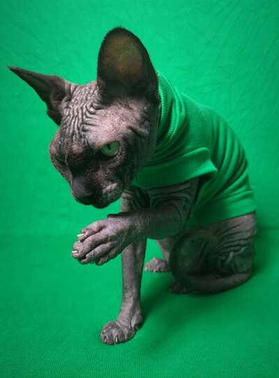 Verdant Ribbed For Her Pleasure 