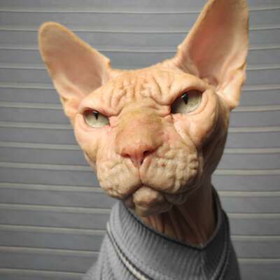 Blue steele ribbed for her pleasure 