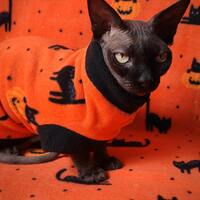 Black Cats - Thumbnail 2