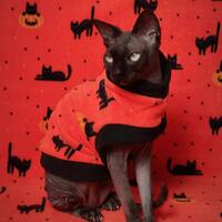 Black Cats - Thumbnail 1