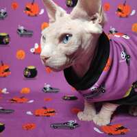 Auto-BOO-n - Thumbnail 1