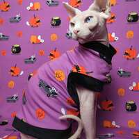 Auto-BOO-n - Thumbnail 2