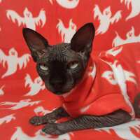 Spooky Ghosts - Thumbnail 2