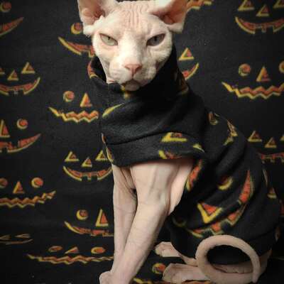 Jack-o'-lanterns - Thumbnail 4