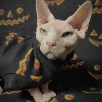 Jack-o'-lanterns - Thumbnail 1