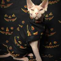 Jack-o'-lanterns - Thumbnail 2