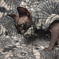 Webbing - Thumbnail 2