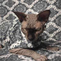 Haunted Mansion Light - Thumbnail 1