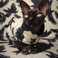 The Birds  - Thumbnail 1