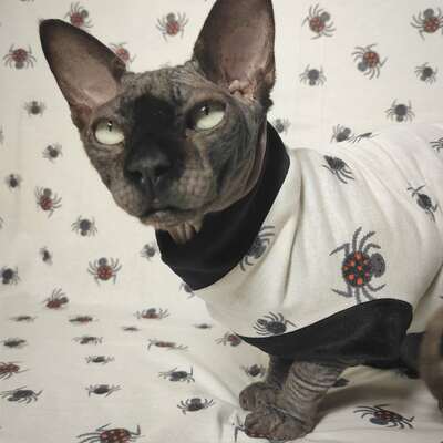 Eeeek! spiders! - Thumbnail 2