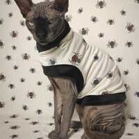 Eeeek! Spiders! - Thumbnail 2