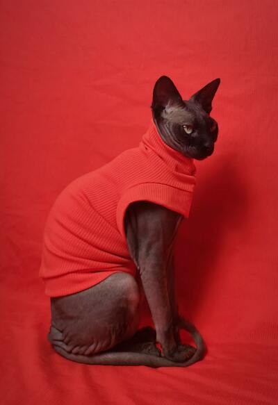 If You Call Me Pumpkin One More Time... Ribbed For Her Pleasure 