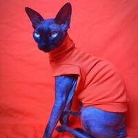 If You Call Me Pumpkin One More Time... Ribbed For Her Pleasure  - Thumbnail 1